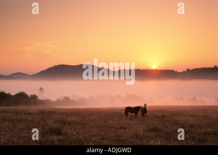 Pferde bei Sonnenaufgang in der Nähe von Monroe Oregon Stockfoto