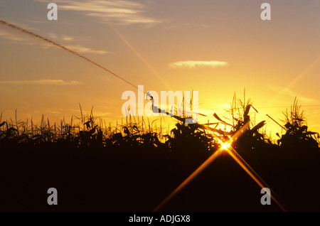 Sunrise-Bewässerung von Mais in der Nähe von irischen Bend Oregon Stockfoto