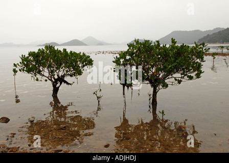 Der Nordosten New Territories Islands befindet sich zwischen den Hügeln von Kowloon von Hong Kong und der Grenze mit dem chinesischen Festland Stockfoto