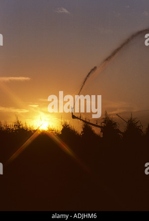 Sunrise-Bewässerung von Mais in der Nähe von irischen Bend Oregon Stockfoto