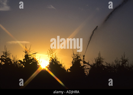 Sunrise-Bewässerung von Mais in der Nähe von irischen Bend Oregon Stockfoto