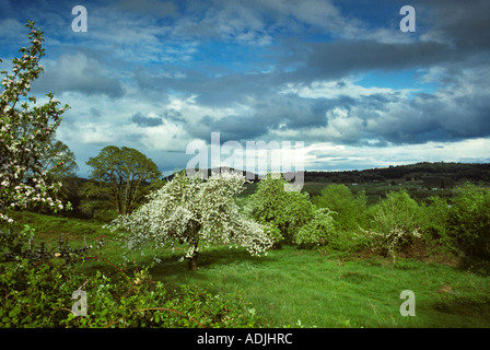 Blüten von Red Delicious Apfel Baum in der Nähe von Alpine Oregon Stockfoto