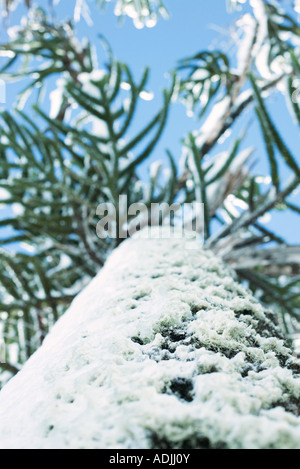 Affe Puzzle Baum mit Schnee bedeckt, niedrigen Winkel Ansicht Stockfoto