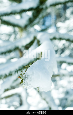 Verschneite Monkey Puzzle Äste Stockfoto