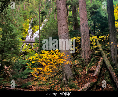 Upper Proxy Falls mit Herbstfarben drei Schwestern Wildnis Willamette National Forest Oregon Stockfoto