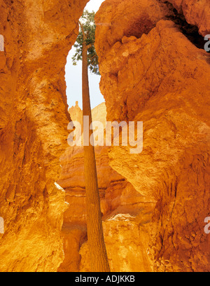 Douglas-Tanne wächst in Canyon Bryce Canyon National Park in Utah Stockfoto