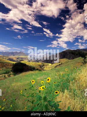 Dasies im Hells Canyon National Recreation Area Oregon Stockfoto