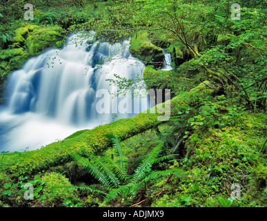 Frühling Wachstum und unbenannte fällt auf weißen Zweig des Lost Creek drei Schwestern Wilderness Oregon Stockfoto