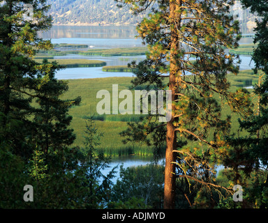 Ponderosa Pinien und Upper Klamath Lake Oregon Stockfoto