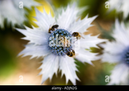 Honigbienen auf Eryngium Pflanzen in einem englischen Landhaus-Garten. UK Stockfoto