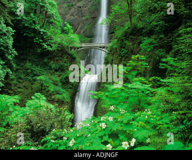 Multnomah Falls im Frühjahr Oregon Stockfoto