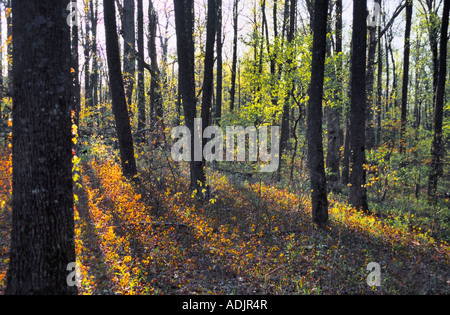 Georgia, USA. Letzte Strahlen der untergehenden Sonne gehen durch den Wald, auf dem Appalachian Trail, in der Nähe von Neels Gap Stockfoto