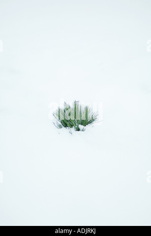 Immergrünen Zweig aus Schnee Stockfoto