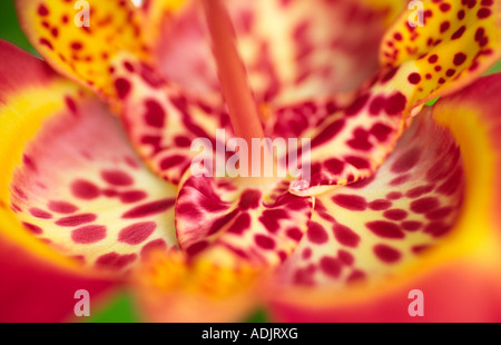 Exotische Blumen Tigridia Iridaceae Tiger Blume Iris wie Blüte Leuchtmittel kurze gelebte Sommerblumen halbe Hardy Schottland, Vereinigtes Königreich Stockfoto