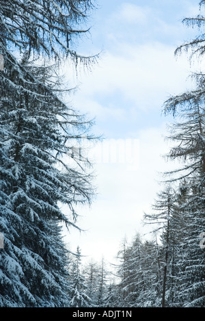 Verschneiter Wald von Immergrün Stockfoto