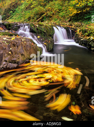 Große Blätter Ahornblätter wirbelnden in North Fork Silver Creek Silver Falls State Park-Oregon Stockfoto