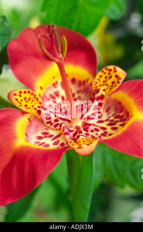 Exotische Blumen Tigridia Iridaceae Tiger Blume Iris wie Blüte Leuchtmittel kurze gelebte Sommerblumen halbe Hardy Schottland, Vereinigtes Königreich Stockfoto