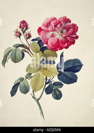 Rosa Centifolia Moosrose Stockfoto