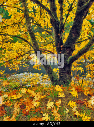 Big Leaf Maple Tree in Herbstfarben am Ufer des North Umpqua River Oregon Stockfoto