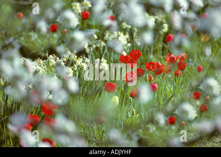 Tulpen und Apfel Blüten Corvallis Oregon Stockfoto