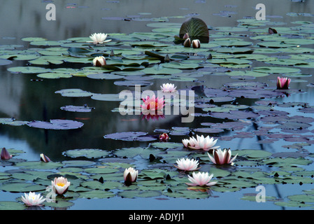 Water Lily Pads im blühen in der Nähe von Florence Oregon Stockfoto