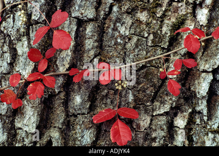 Poison Oak auf Eiche in der Nähe von Bellfountain Oregon Stockfoto