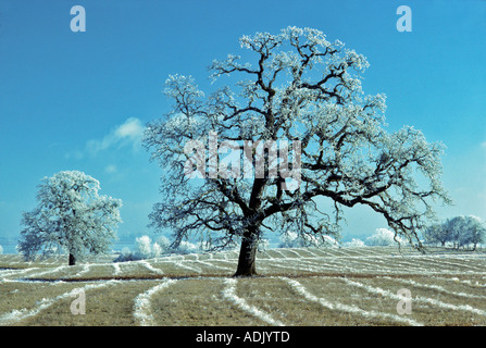 Eichen bedeckt frost in der Nähe von Elmira Oregon Stockfoto