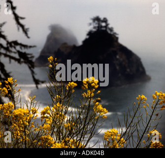 Südliche Oregon Küste und Nebel über Meer-Stacks während gelbe Wildblumen blühen entlang der Klippen der Küste Stockfoto