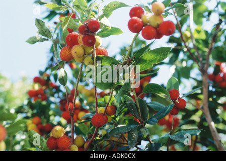 Arbutus-Baum Stockfoto