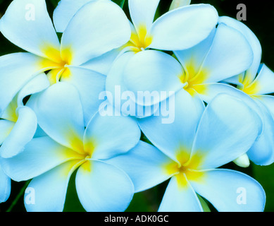 Weiße Plumeria Plumeria Rubra p Obtusa Maui Hawaii Stockfoto