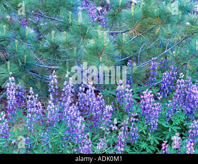 Lupine und Pine tree North Cascades National Park Washington Stockfoto