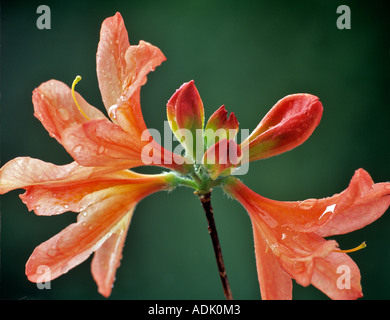 Lachse Azalea Blüten mit einige Knospen öffnen sich nicht Monroe Oregon Stockfoto