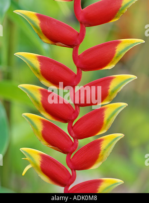 Hängende Hummergreifer Heliconia Rostrata bezaubernden Gärten Maui Maui Hawaii Stockfoto