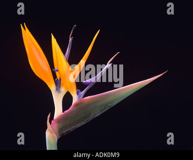 Paradiesvogelblume Strelitzia Reginea Maui Hawaii Stockfoto