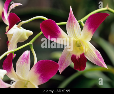 Orchid Marion Tipps Y N Den Sonia Red Star Stockfoto