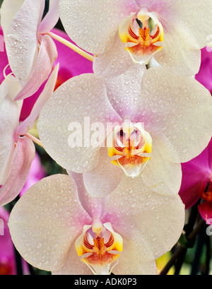 Orchid LO 782 Phal White Plain X Phal Absalon Stockfoto