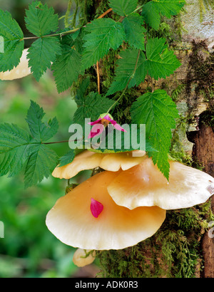 Lachs Beeren, Blumen und Blütenblätter auf baumpilz Siuslaw National Forest Oregon Stockfoto