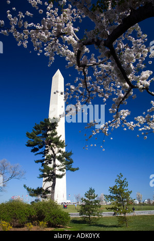 Washington Monument, Cherry Blossom, Washington DC-Hauptstadt der Vereinigten Staaten von Amerika; Stockfoto