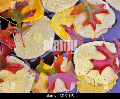 Fallen ColorAspen und Eichenlaub im Teich in der Nähe von Alpine Oregon Stockfoto