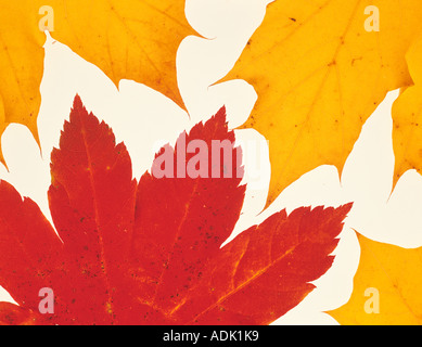Backlit Big Leaf Maple leaf in fall color Near Alpine Oregon Stockfoto