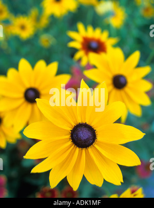 Black Eyed Susan Blumen im Garten auf halbem Weg Oregon Stockfoto