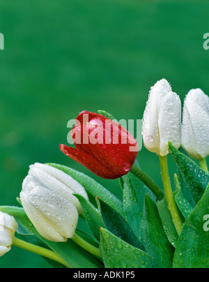 Weiß mit einer roten Tulpe nach Regen in der Nähe von Monroe-Oregon Stockfoto