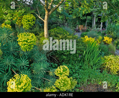 Wolfsmilch Euphorbiaceae Characias und Sitzbank in Bellevue Botanischer Garten Bellevue Washington Stockfoto