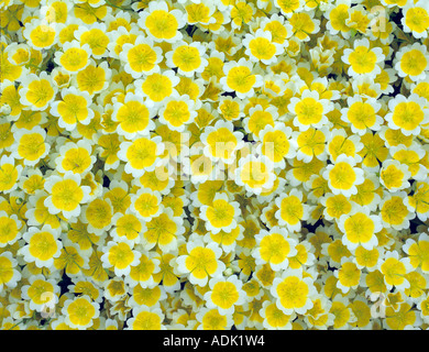 Wiese Schaum pochiertes Ei des Douglasii VanDusen Botanical Garden Vancouver BC Stockfoto