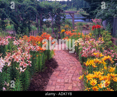 Multi farbige Lilien und Ziegelsteinweg Gartenbau Center of the Pacific British Columbia Kanada Stockfoto