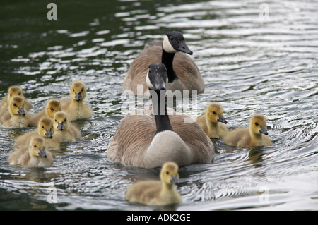 Kanadische Gänse Baby Eltern Crystal Springs Rhododendron Garten Portland Oregon Stockfoto