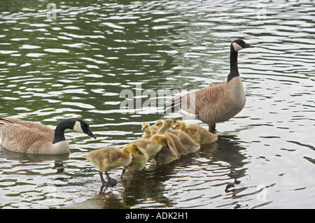 Kanadische Gänse Baby Crystal Springs Rhododendron Garten Portland oder Stockfoto