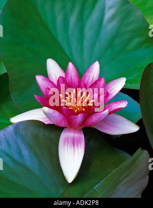 Rote Seerose in kleinen Teich in der Nähe von Alpine Oregon Stockfoto