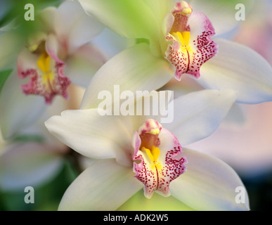 Cymbidium Orchidee Oregon Küste Gewächshäuser Oregon Stockfoto