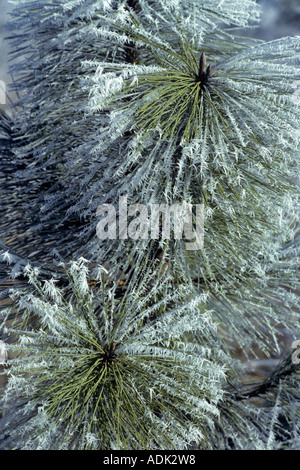 Raureif auf Ponderosa-Kiefern in der Nähe von Elmira Oregon Stockfoto